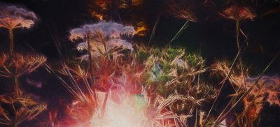 Radiant Hedgerow, 2018, af Helen White