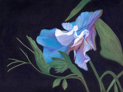 Sweet Pea, 2020 (akryl ombord) af Helen White