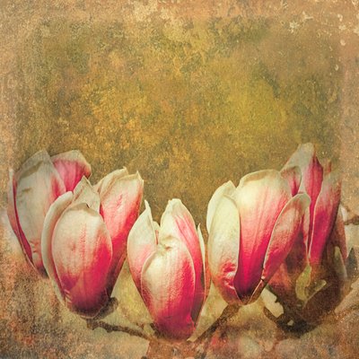 Vintage Magnolia; 2019 af Helen White