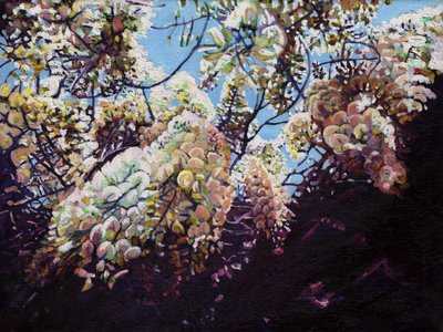 Hvid blåregn, 2012, af Helen White
