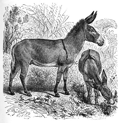 African Wild Ass, c1900 af Helena J. Maguire