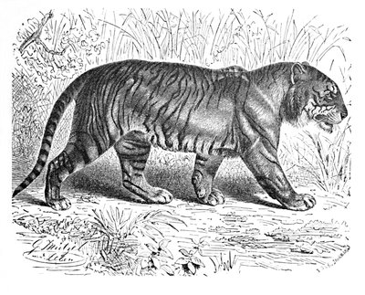 Bengal Tiger, c1900 af Helena J. Maguire