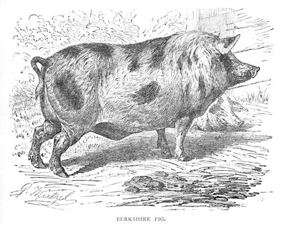 Berkshire Pig, c1900 af Helena J. Maguire