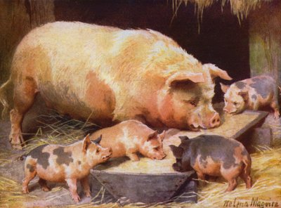 So og smågrise (farve litho) af Helena J. Maguire