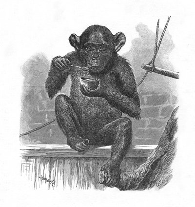 Chimpansen Sally., c1900 af Helena J. Maguire