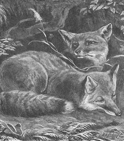 The Fox at Home, c1900 af Helena J. Maguire