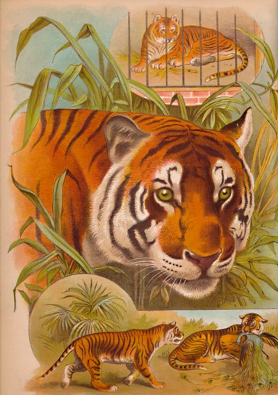 Tigeren, c1900 af Helena J. Maguire