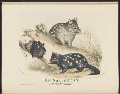 Mammals of Australia (Krefft) Nla.obj-33627803-14 The Native Cat af Helena Scott