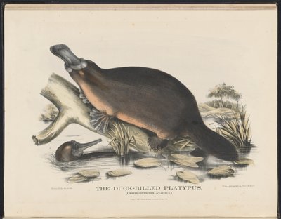 Mammals of Australia (Krefft) Nla.obj-33627803-16 The Duck-billed Platypus af Helena Scott