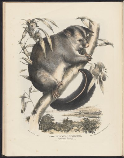 Pattedyr i Australien (Krefft) Nla.obj-33627803-9 The Common Opossum. af Helena Scott