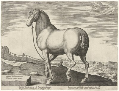 Hest fra Korsika Corsvs (titel på objekt) Hesteracer fra de kongelige stalde i Don Juan af Østrig (serietitel) Equile Ioannis Austriaci Caroli (serietitel) af Hendrick Goltzius (possibly)