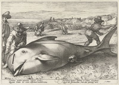 Strandet grindehval på stranden ved Zandvoort, 1594 af Hendrick Goltzius (workshop of)