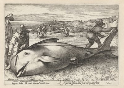 To mænd måler en strandet hval af Hendrick Goltzius (workshop of)
