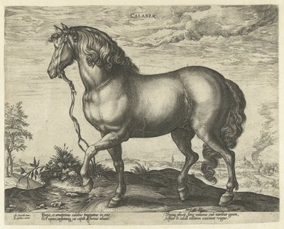 Hest fra Calabrien Calaber (titel på objekt) Hesteracer fra de kongelige stalde i Don Juan af Østrig (serietitel) af Hendrick Goltzius
