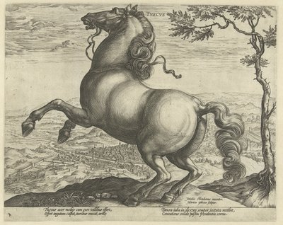 Hest fra Toscana tvscvs (titel på objekt) Hesteracer fra de kongelige stalde i Don Juan af Østrig (serietitel) af Hendrick Goltzius