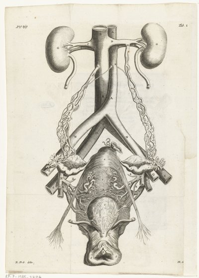 Anatomisk billede af de kvindelige kønsorganer og nyrer Bogillustration for: Reinier de Graaf, Alle værker, Amsterdam, 1686 af Hendrik Bary