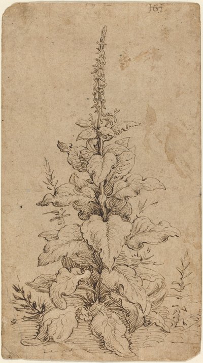 En Foxglove i blomst af Hendrik Goltzius