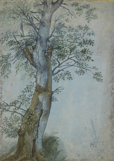 Study of a Tree, 1597-99 (pen i mørkebrunt blæk, pensel i wc & kropsfarve, forhøjet med hvidt på blåt papir) af Hendrik Goltzius