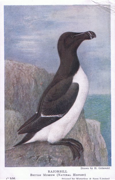 Razorbill, Postkort,1930