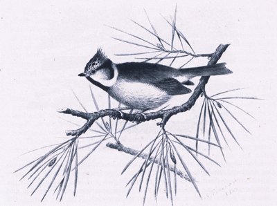 Scottish Crested Tits, Nature in Britain udgivet af Collins, 1946 af Hendrik Gronvold