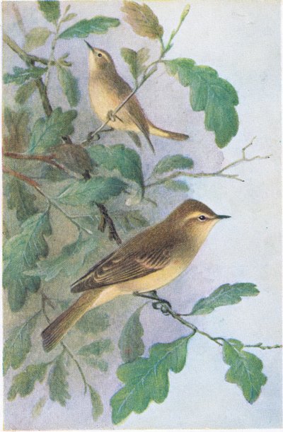 Pilesanger, Postkort,1930