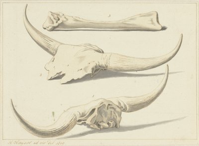 Fossile knogler af en urokse, fundet under oversvømmelsen, 1809 af Hendrik Hoogers