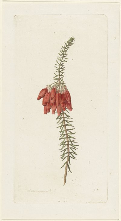 Blomster (Erica Mammosa) af Hendrik Schwegman