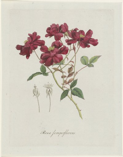 Kinesisk roos (Rosa chinensis Jacq.) Rosa semperflorens (titel på objekt) af Hendrik Schwegman
