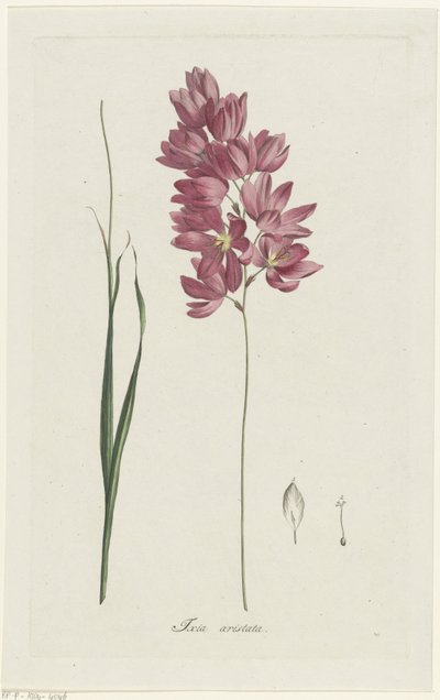Ixia patens Bedstefar Ixia aristata (titel på objekt) af Hendrik Schwegman