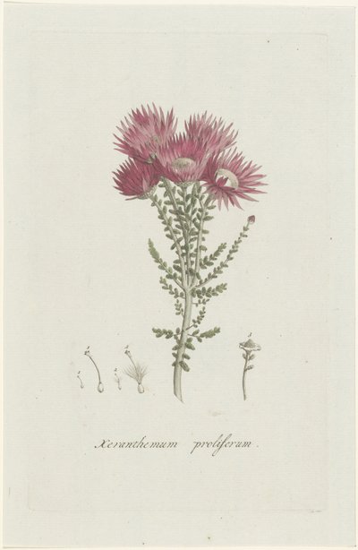 Phaenocoma prolifera Xeranthemum proliferum (titel på objekt) af Hendrik Schwegman
