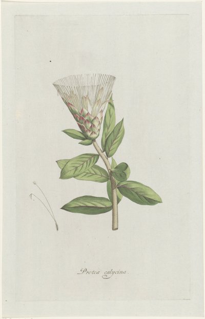 Protea Protea calycina (titel på objekt) af Hendrik Schwegman