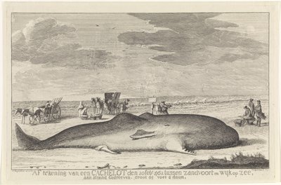 opvasket kaskelothval Afmelding af et cacheparti den 20. februar 1762 mellem Zandvoort og Wyk op Zee, kørt på en strand, stor 61 fod 6 duum. (titel på objekt) af Hendrik Spilman