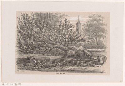 Træ blæst ned ved Koekamp, ​​​​efter stormen den 28. maj 1860 Koekamp (titel på objekt) Album med ti litografiske skitser, forestillende Tooneelen af ​​ødelæggelsen, ophidset af stormen den 28. maj 1860 i 