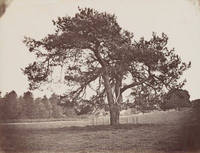 Hamilton Palace Park (Parasol Pine), ca. 1858 (foto) af Henri Charles de Rostaing