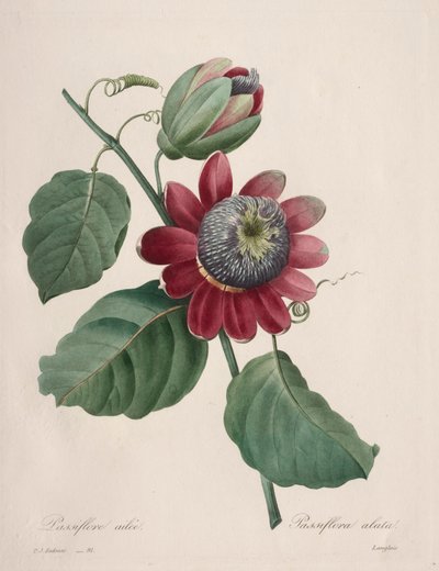 Valg af de smukkeste blomster...smukkeste frugter: Passiflore ailee, 1827. af Pierre Joseph Redouté