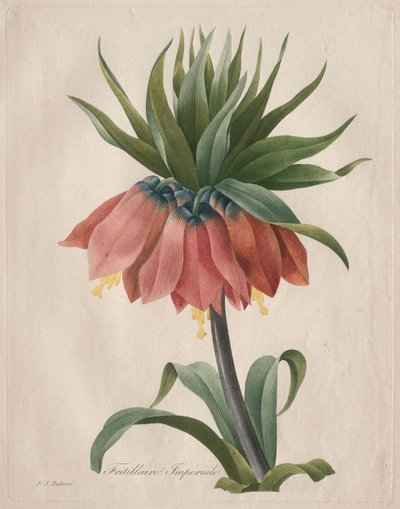 Crown Imperial Fritillary, 1827. af Pierre Joseph Redouté