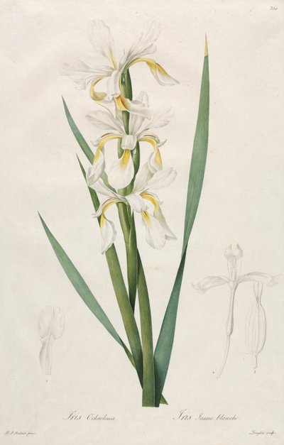Guldbåndet iris, 1812. af Pierre Joseph Redouté
