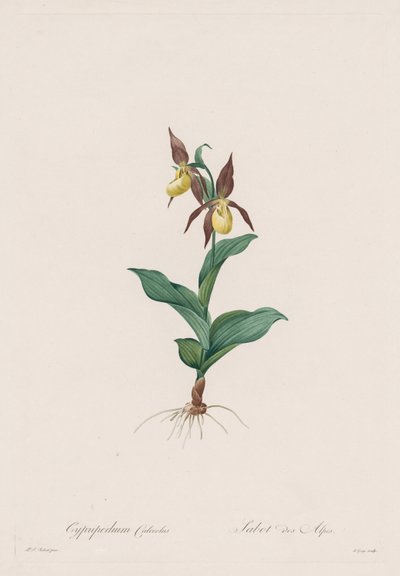 Les Liliacées: Cypripedium sko, 1802-1816. af Pierre Joseph Redouté