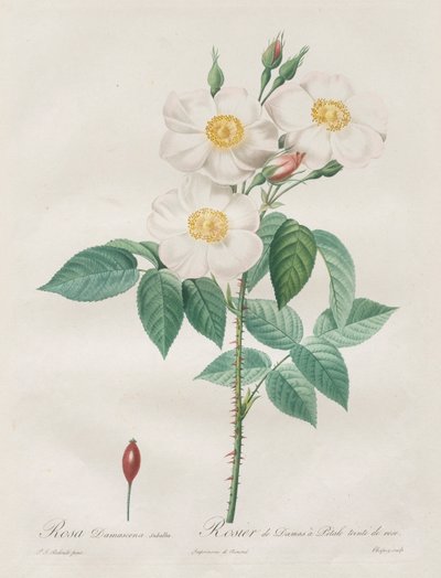 Les Roses: Rosa Damascena, subalba, 1817-1824. af Pierre Joseph Redouté