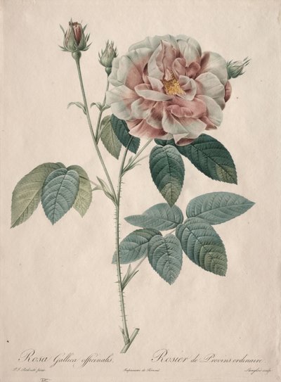 Les Roses: Rosa Gallica, 1817-1824. af Pierre Joseph Redouté