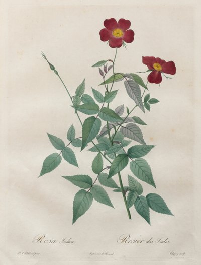 Les Roses: Rosa indica, 1817-1824. af Pierre Joseph Redouté