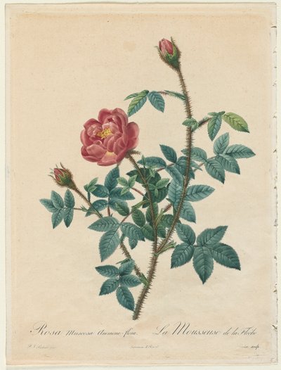Moss Rose, 1817-1824. af Pierre Joseph Redouté