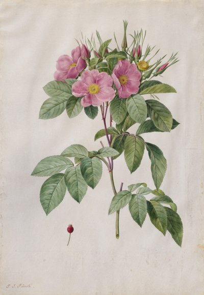 Græsgang Rose Rosa Carolina Corymbosa, 1817-1824. af Pierre Joseph Redouté