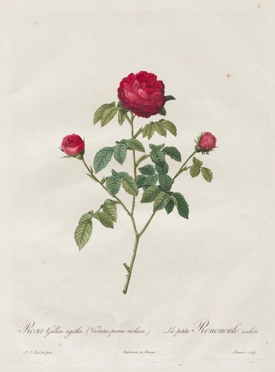 Provence eller fransk rose, 1817-1824. af Pierre Joseph Redouté