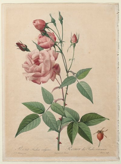 Roserne: Kina eller Bengal Rose, 1817-1824. af Pierre Joseph Redouté