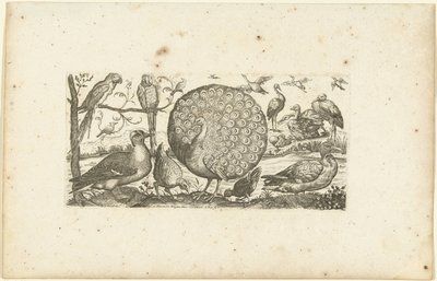Atten fugle Fugle (serietitel) af Henri Le Roy