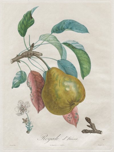 Afhandling om frugttræer: Kongelig vinter, 1808-1835. af Henri Louis Duhamel du Monceau