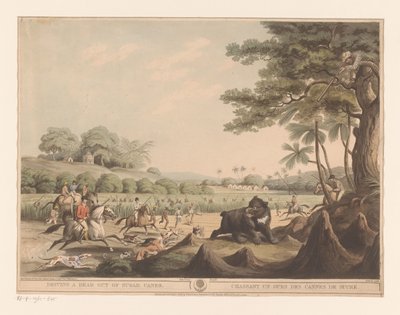 Bjørnejagt i Indien af Henri Merke