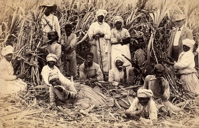 Sukkerrørsskærere, Jamaica af Henri S. Duperly