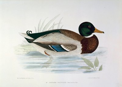 Repræsentation af en gråandsandplade af H. Blanchere af Henri de la Blanchere